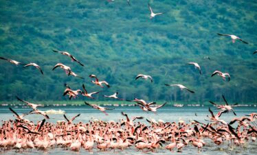 1-Day Tanzania safari Tour to Lake Manyara National Park