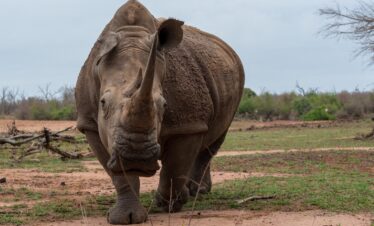 1-Day Tanzania Safari Trip Tour to Ngorongoro Crater