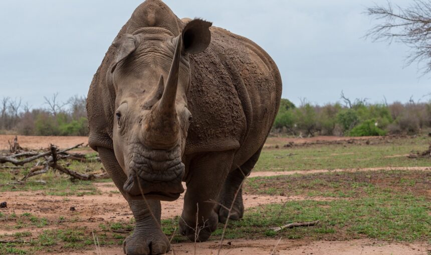 1-Day Tanzania Safari Trip Tour to Ngorongoro Crater