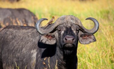 1-Day Tanzania Safari Arusha National Park and Walking Safari