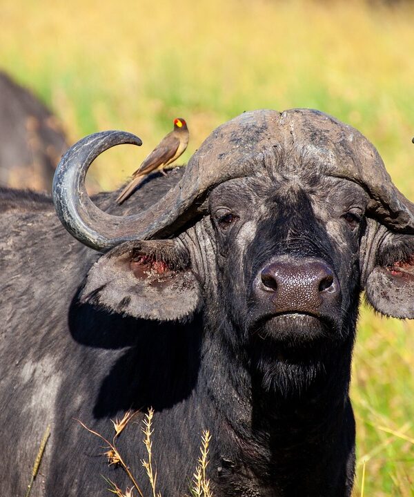 buffalo-4121944_1280