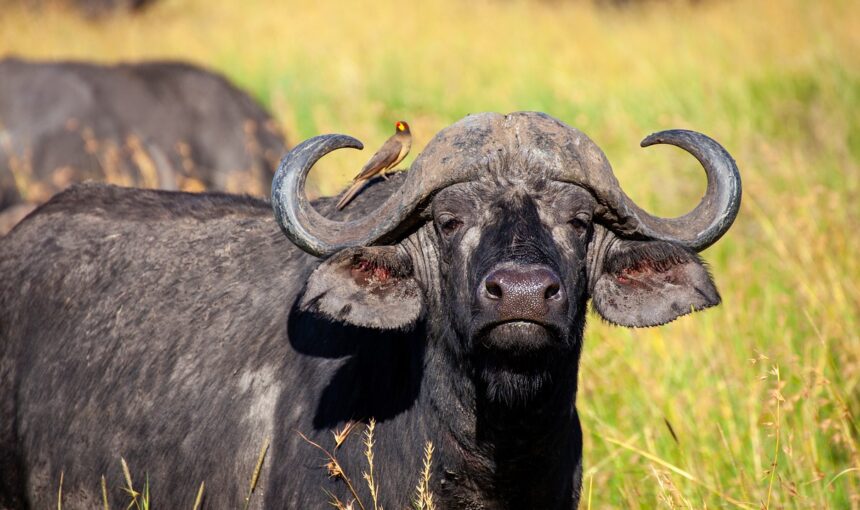 1-Day Tanzania Safari Arusha National Park and Walking Safari