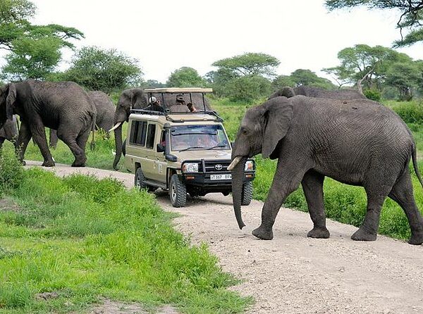 elephants-in-arusha-national-park